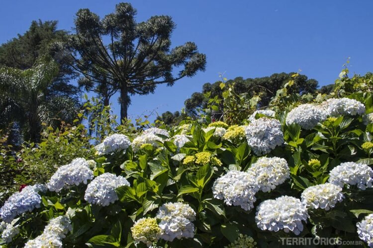 Hortênsias, folhas vredes, araucárias e céu azul na zona rural de Canela