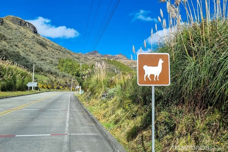 Estrada para o Parque Nacional Cajas com sinalização para lhamas na pista