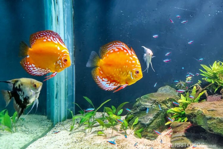 Peixes coloridos em aquário