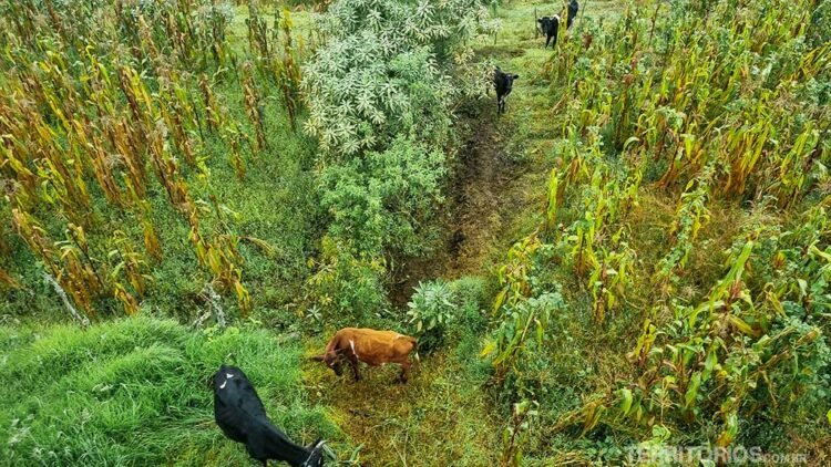 Vacas em meio ao verde