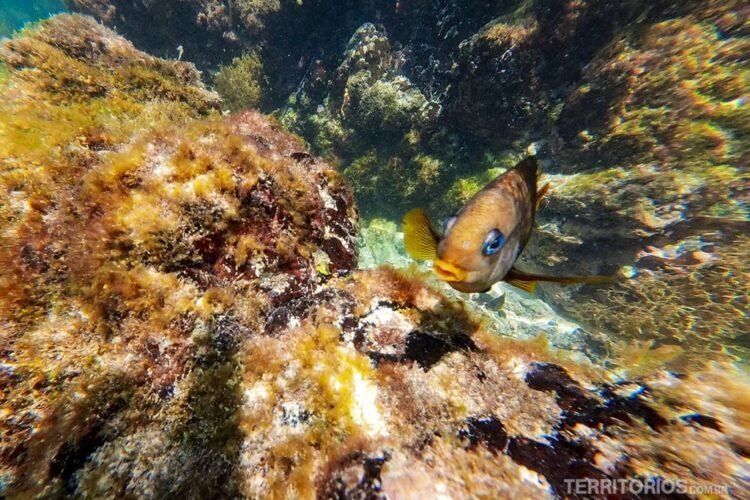 Peixe em recife, em Galápagos