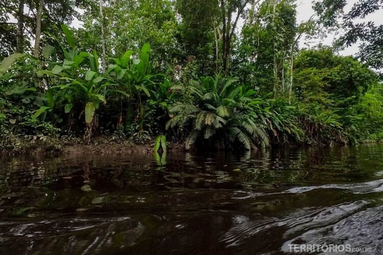 Diferentes plantas verdes nas margens de rio de cor escura, céu nublado