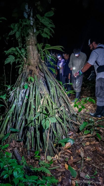 Quatro homens com lanternas observam algo na natureza a noite. Uma árvore com raízes a mostra em frente deles. É noite.