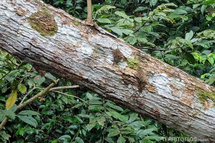 Morcegos camuflados em tronco de árvore