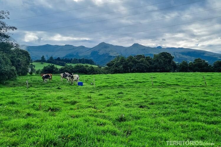 Campo verde com bosques, vacas e montanhas ao fundo. Céu nublado na Sierra Alisos