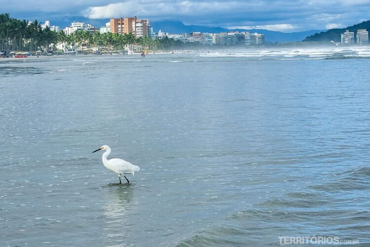 Garça branca na praia Riviera de São Lourenço