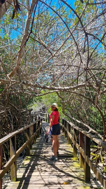 Passarela de madeira rodeada por mangues. Mulher com shorts jeans, blusa rosa e chapeu de palha caminha no centro.