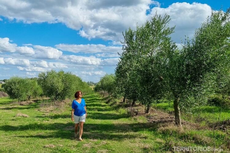 Mulher branca e morena veste blusa azul, bermuda branca e tênis amarelo caminhas entre as olivas de Santa Laura, em Melo