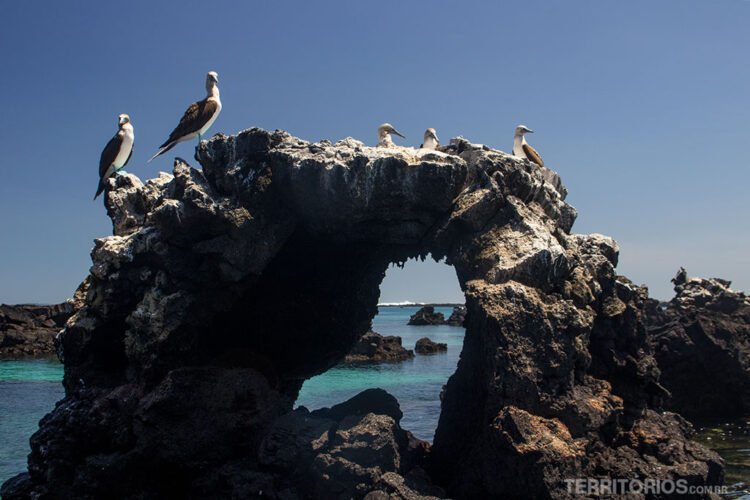 Pássaros brancos com asas pretas, bico e patas azuis sobre rocha furada com passagem para o mar azul de Isabela.