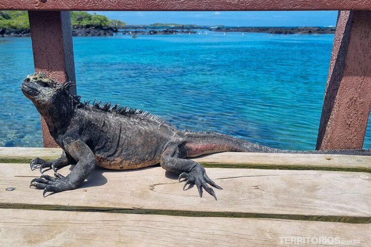 Iguana marinha de Isabela toma sol em deck de madeira e ferro em frente ao mar azul da cor do céu.