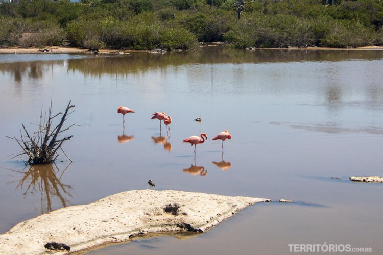 Lago bege com flamingos e patos, pedaços de rocha e madeira emergem. Vegetação verde e nativa ao fundo.