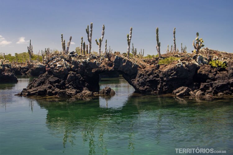 Um jardim de cactos sobre ilhas de rochas vulcânicas sobre o mar de cor verde de Isabela.