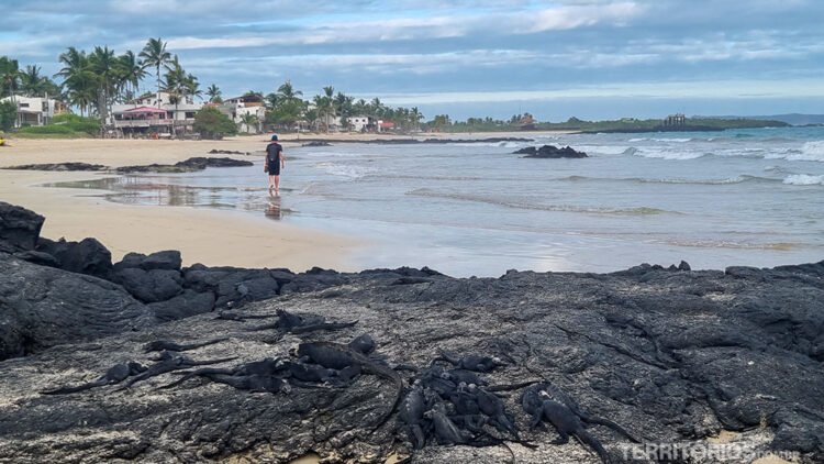 Muitas iguanas pretas sobre rocha preta em praia quase deserta. Um pessoa caminha na praia de Isabela. Coqueiros e casas ao fundo, céu com muitas nuvens.