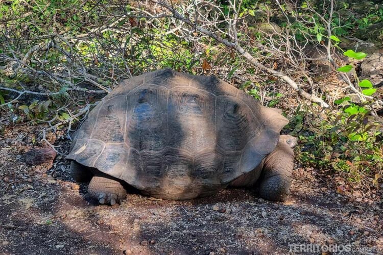 Tartaruga gigante de Galápagos em Isabela