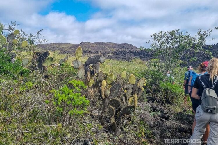 Pessoas fazem trilha entre vegetação nativa da ilha Isabela como cactos.