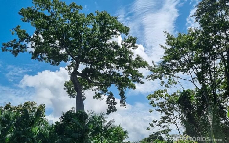 Árvore samaúma na Ilha de Santana