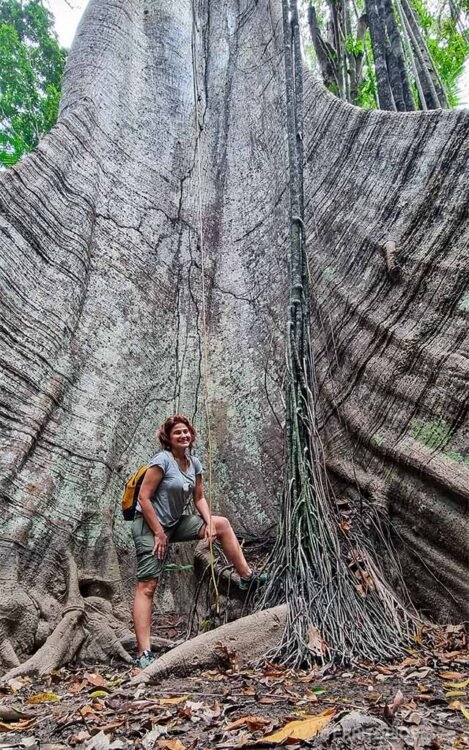 Árvore gigante na Ilha de Santana. Mulher morena faz pose em frente. 