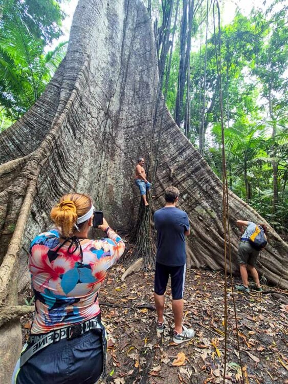 Árvore gigante na Ilha de Santana, turistas tiram fotos