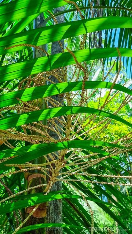 Diferentes plantas de cor verde intenso se sobrepõem.