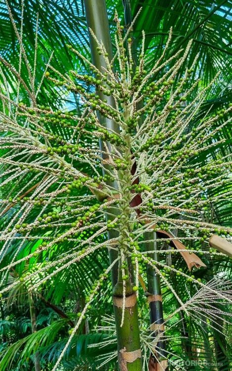 Açaí verde no pé