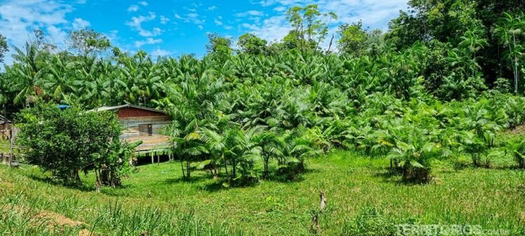 Um gramado bem verde, plantação de açaí com uma casa de madeira no meio e céu azul com poucas nuvens