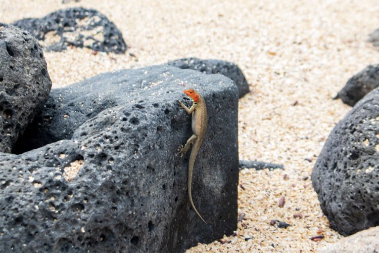 Lagarto pequeno com cara laranja escala rocha preta vulcânica. Areia grossa e outras rochas na praia de Santa Cruz