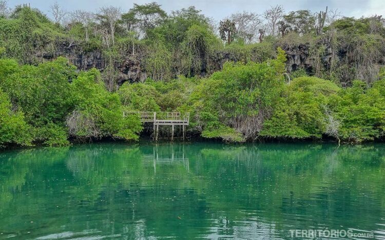 Lagoa de cor verde rodeada por mangues e mirante em Santa Cruz