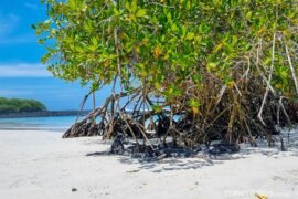 Santa Cruz: ponto de partida em Galápagos
