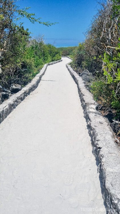 Trilha demarcada coberta por areia e rodeada por vegetação nativa de Santa Cruz.