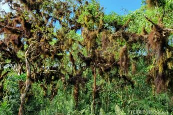 Escalesia, plantas endêmicas de Santa Cruz