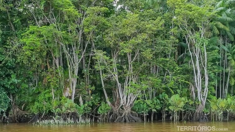 Rio Amazonas passando pela Ilha de Santana