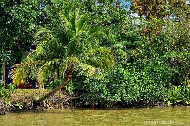 Coqueiro deitado em direção ao rio em tons amarelos com reflexo da densa vegetação ao redor da Ilha do Combú