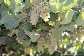 Parreira com cachos de uvas verdes em fevereiro 2025