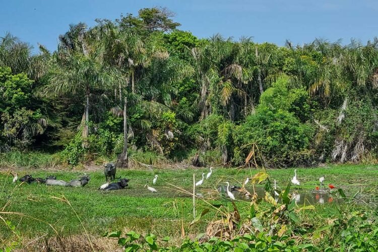 Búfalos e aves compartilhando espaço na Ilha do Marajó