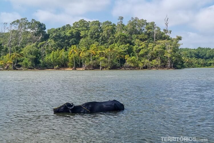 Búfalo nadando em rio na Ilha do Marajó. Ao fundo vegetação nativa e céu azul com poucas nuvens