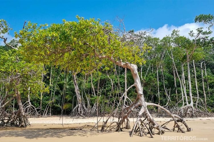 Árvores de mangue com  raízes altas e copas verdes. Céu azul na Ilha do Marajó.