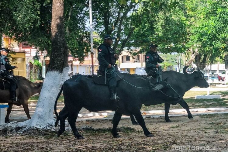 Búfalos montados pela polícia na  Ilha do Marajó