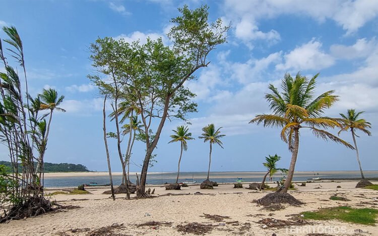 Coqueiros com raízes a mostra em praia de rio na Ilha do Marajó, céu azul com nuvens.