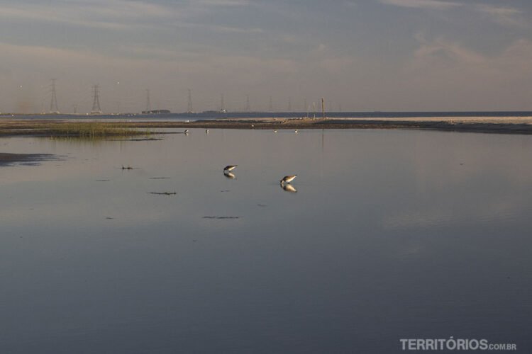 Pássaros nadam na Lagoa Mirim