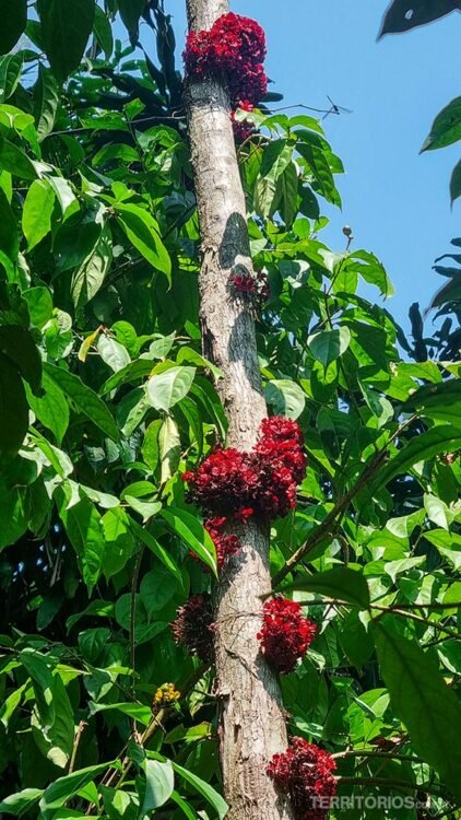 Tronco com flores vermelhas e folhas verdes