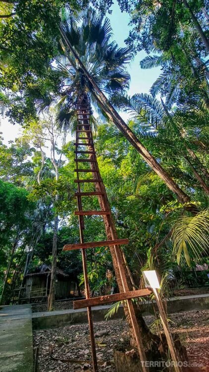 Escada frágil para buscar castanha ou coco