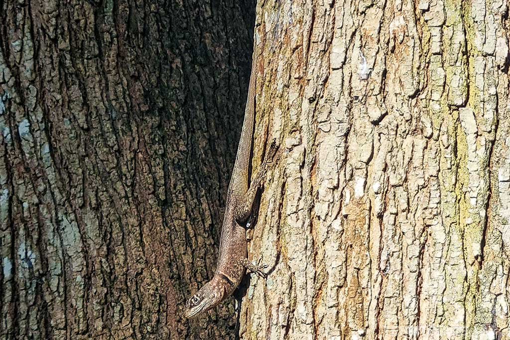 Lagarto marrom no tronco de uma árvore