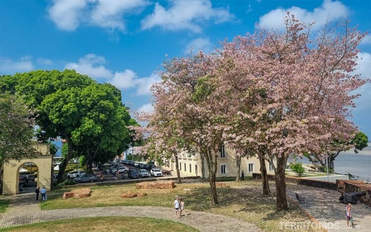 Ipê florido e outra árvore verde em jardim de Belém, céu azul com poucas nuvens