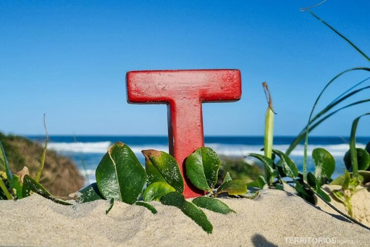 Tesão entre vegetação na praia de Florianópolis 