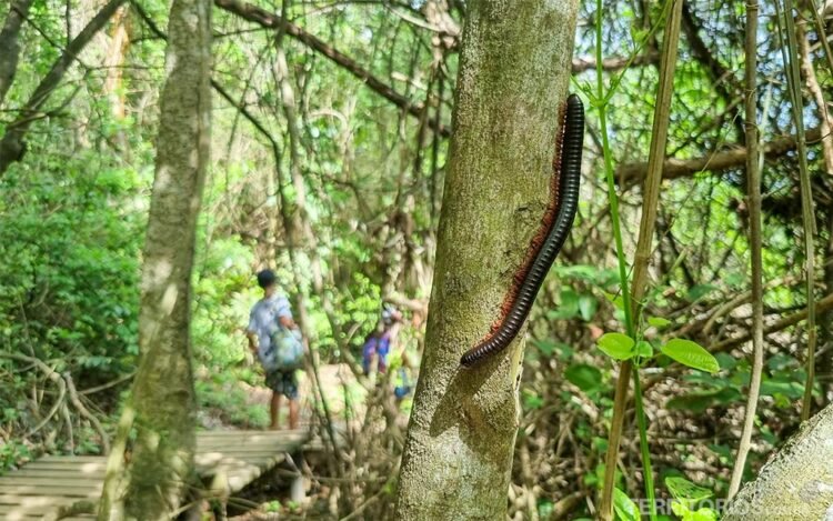 Inseto. Natureza por todos os lados no Parque Tayrona