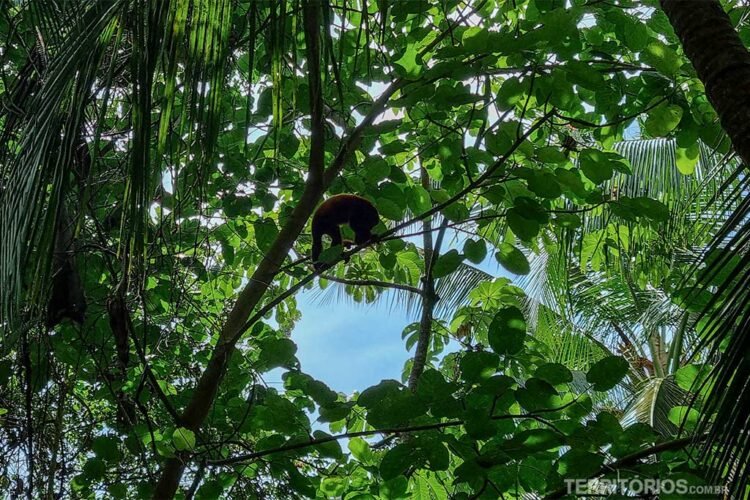 Macaco no Parque Tayrona