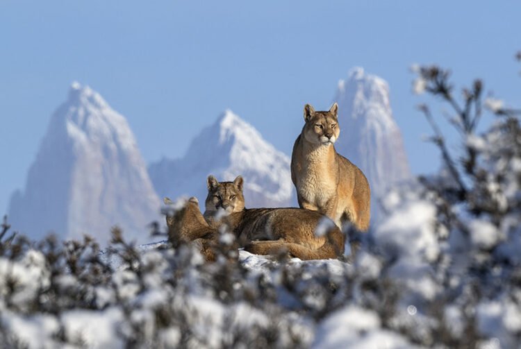 Puma na Estância Cerro Guido