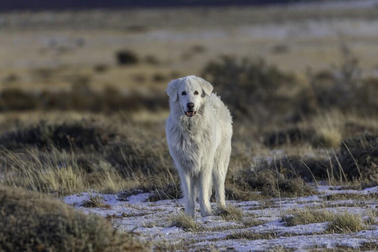 Cães protetores de rebanho na Estância Cerro Guido